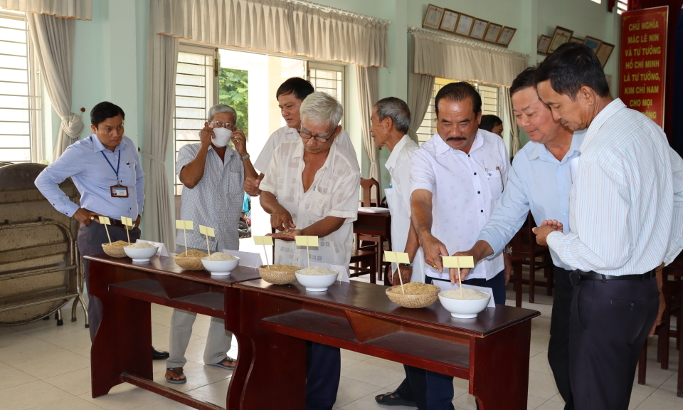 Khai thác và phát triển nguồn gen giống lúa Nàng Thơm Chợ Đào, Mỹ Lệ