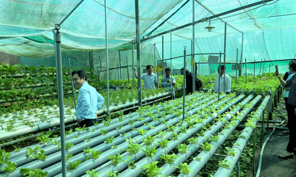 Thủ Thừa khảo sát chương trình liên kết sản xuất nông nghiệp ứng dụng công nghệ cao xã Long Thuận