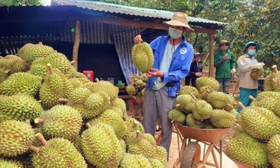 Ồ ạt chặt cà phê và hồ tiêu để trồng sầu riêng: Hậu quả khó lường