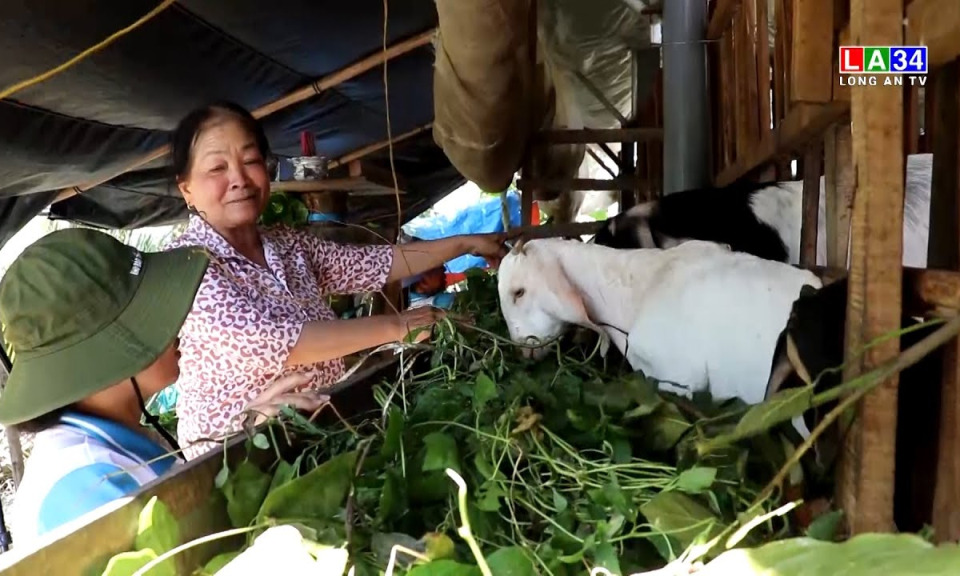 Phụ nữ phát triển kinh tế từ việc nuôi dê