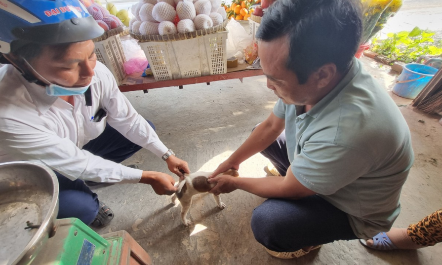 Thành phố Tân An tăng cường phòng, chống bệnh dại trên chó, mèo