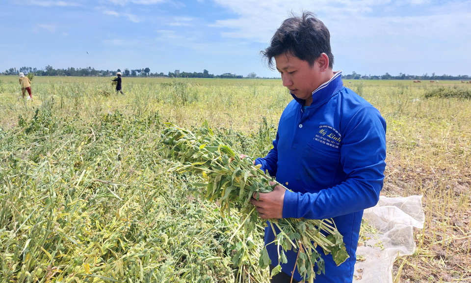 Nông dân Tân Hưng bắt đầu thu hoạch mè vụ xuân hè 2023