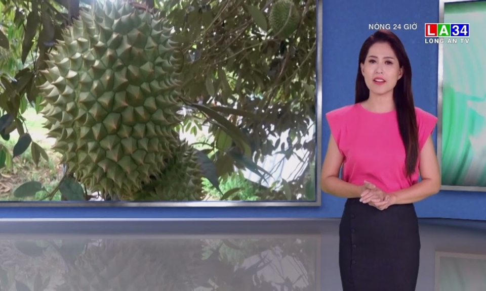 Sầu riêng Đắk Lắk đứng trước nguy cơ cung vượt cầu