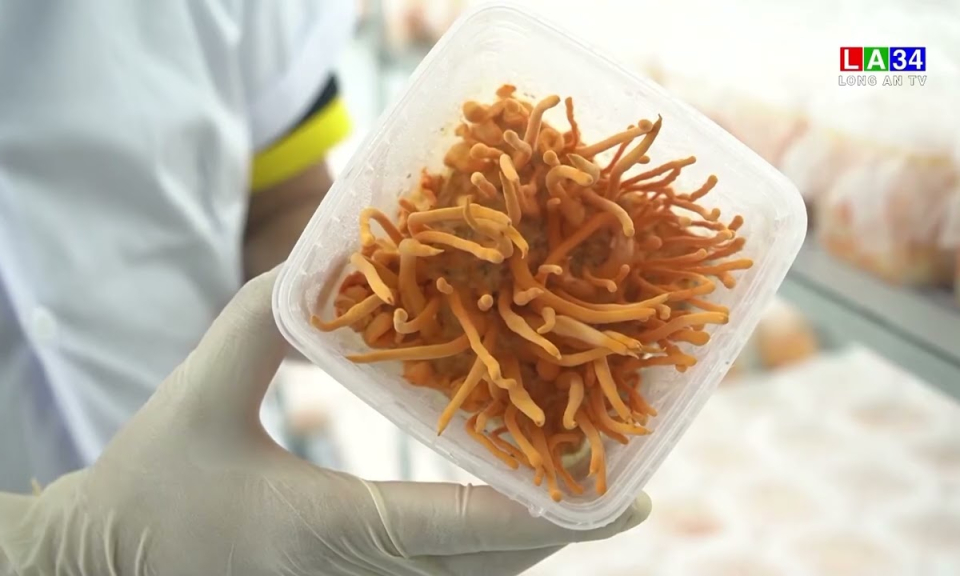 Kỹ sư trẻ với ước mơ "bình dân hóa" đông trùng hạ thảo