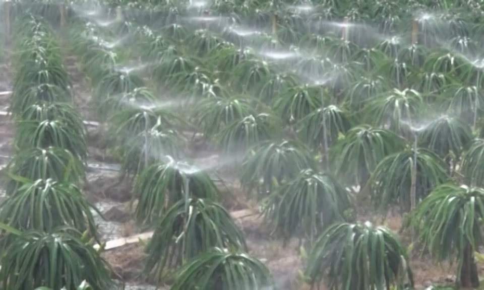 Tỉnh Long An có hơn 4.000ha thanh long ứng dụng công nghệ cao
