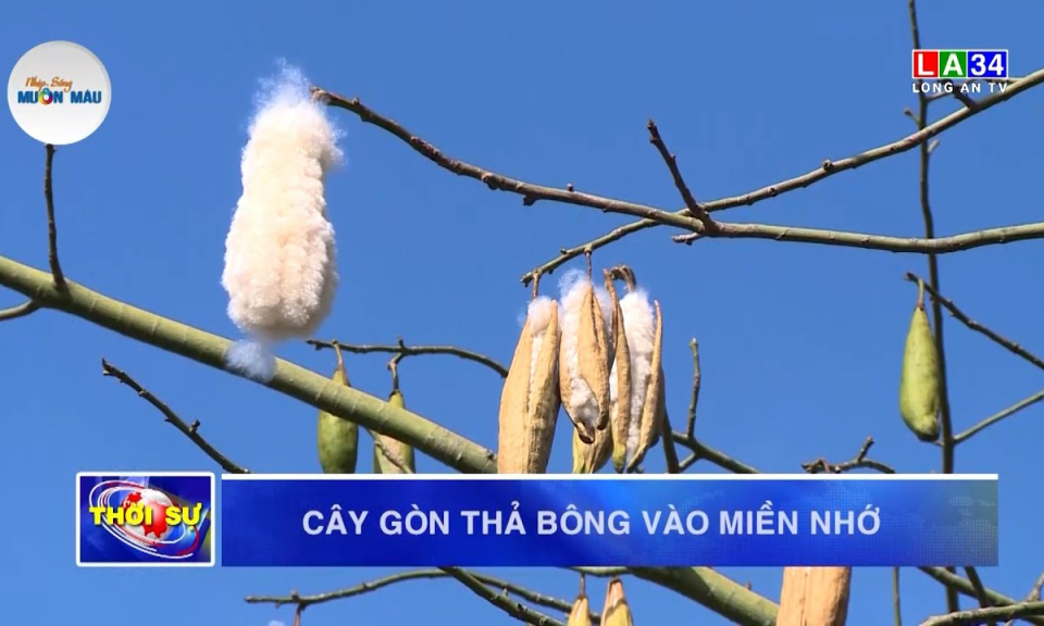 Cây gòn thả bông vào miền nhớ