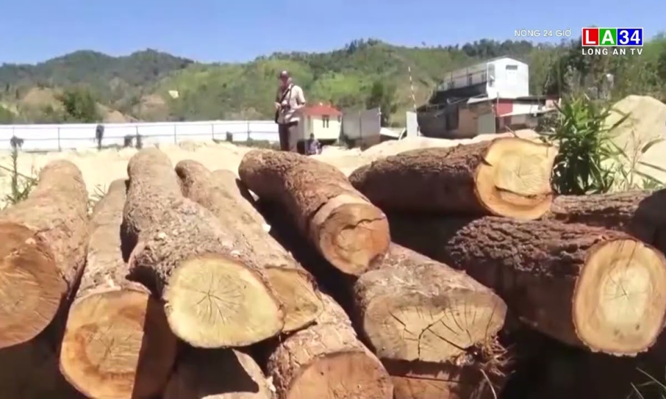 Phát hiện bãi tập kết gỗ lậu được vùi lấp tinh vi dưới cát