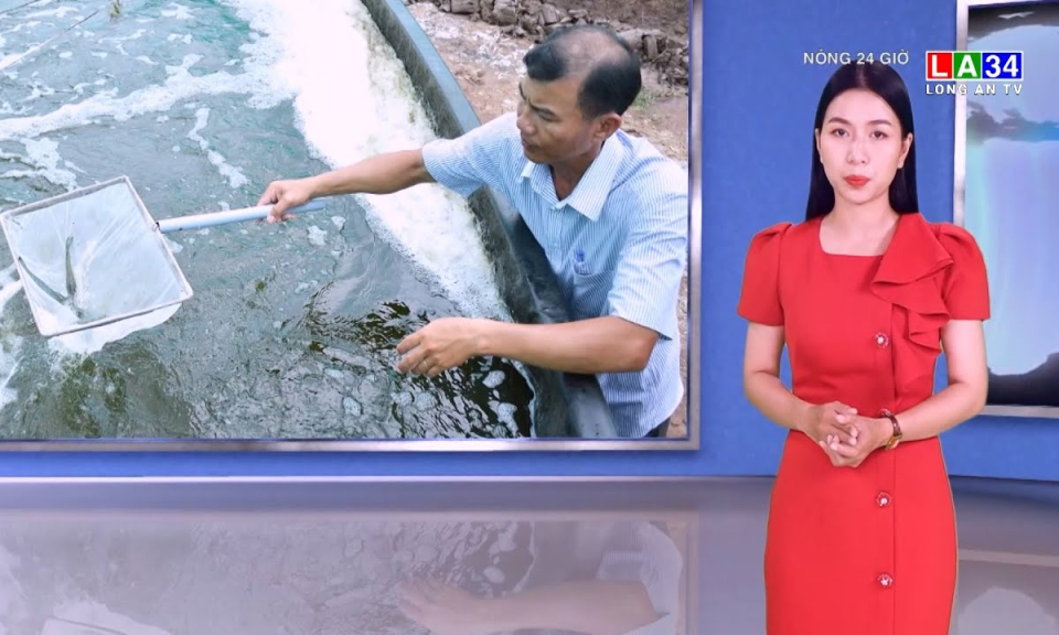 Người nuôi tôm ở miền Tây Nam Bộ "treo" ao vì lo dịch bệnh