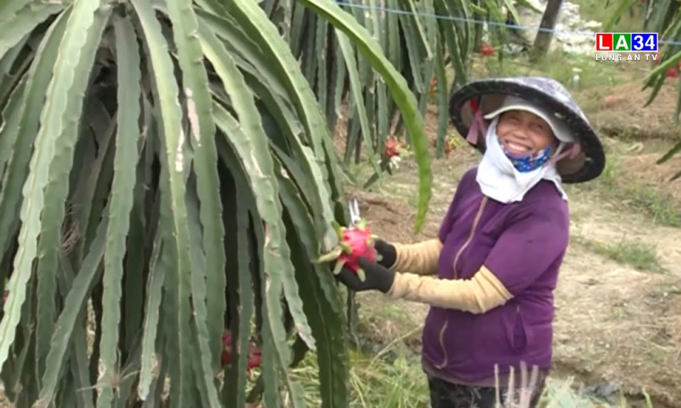 Hội nông dân tỉnh Long An giải ngân 1,5 tỷ đồng từ nguồn vốn quỹ hổ trợ nông dân Trung ương