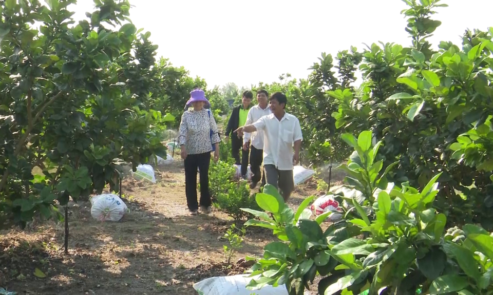 Tân Trụ hội thảo ứng dụng hệ thống tưới tiên tiến cho vườn cây ăn trái