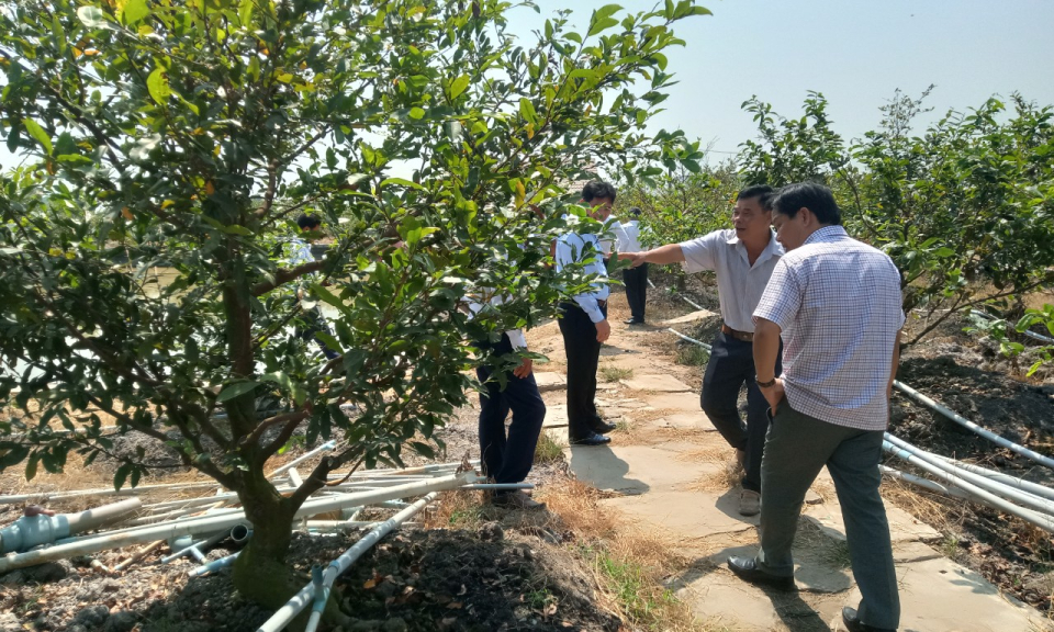 Đoàn cán bộ huyện Bình Đại, tỉnh Bến Tre tham quan Làng nghề trồng mai xã Tân Tây, huyện Thạnh Hóa
