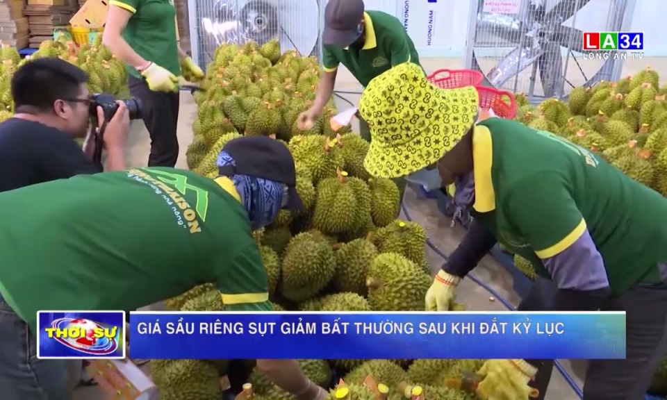 Giá sầu riêng sụt giảm bất thường sau khi đắt kỷ lục