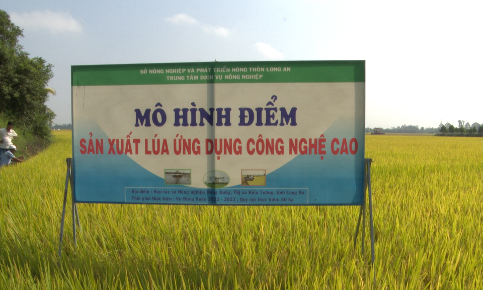 Kiến Tường: Mô hình sản xuất lúa giống ứng dụng công nghệ cao