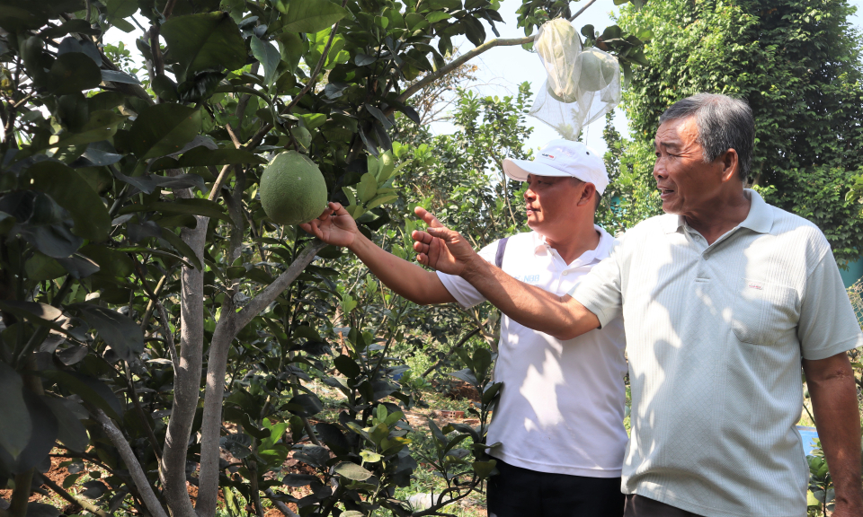 Bến Lức: Người tiên phong trồng bưởi hữu cơ