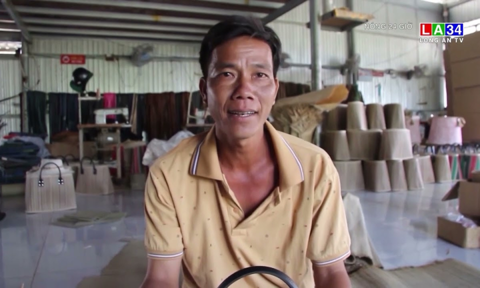Gặp người nông dân đưa sản phẩm cỏ bàng đi xuất ngoại