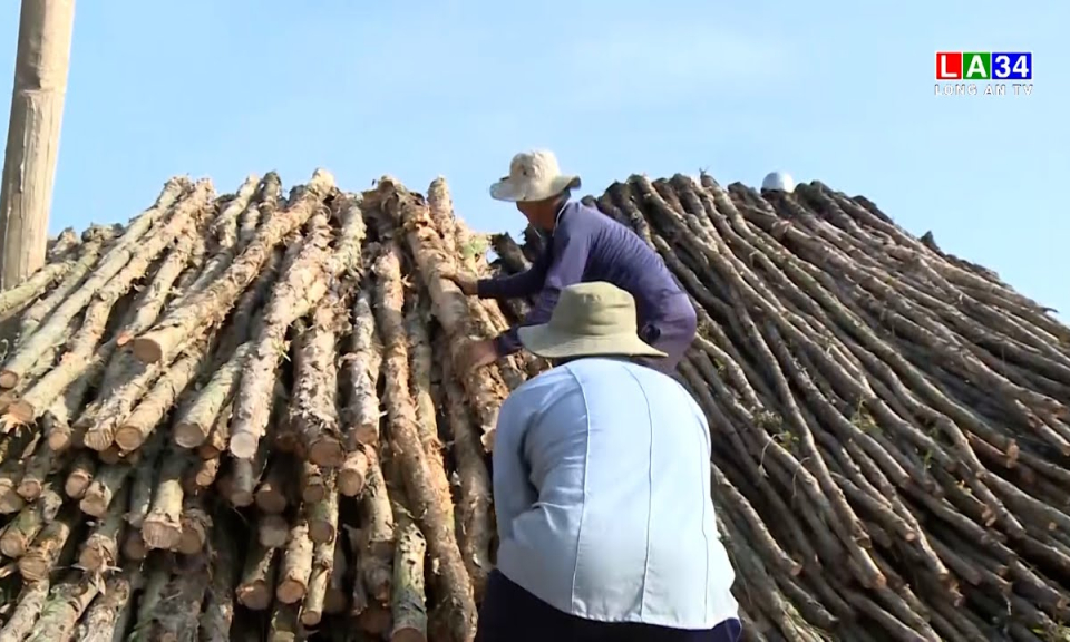 Nỗi niềm cây tràm