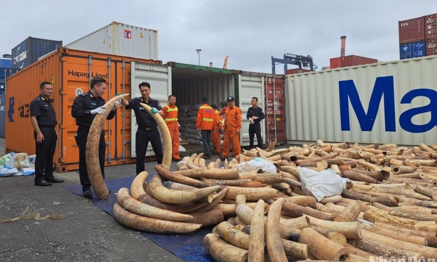 Bắt vụ buôn lậu khoảng 7 tấn ngà voi