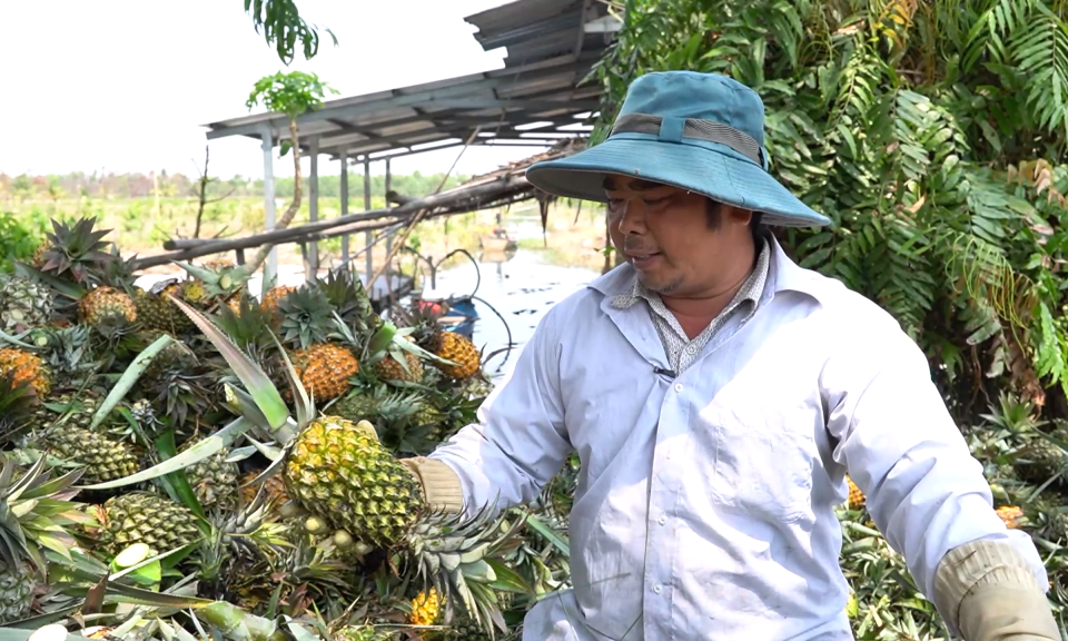 Bến Lức: Khóm có giá nông dân phấn khởi