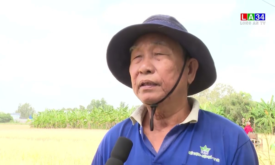 Sóc Trăng trúng mùa, được giá vụ lúa Đông Xuân