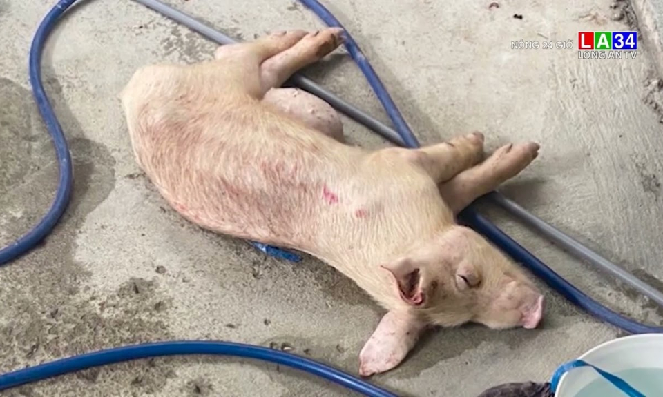 Phát hiện 2 cơ sở giết mổ heo bệnh, heo chết ở Khánh Hòa