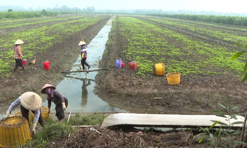Thực hiện các nhiệm vụ phát triển nông nghiệp hữu cơ