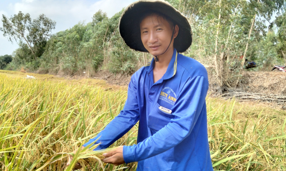 Tân Hưng thu hoạch lúa đông xuân cuối vụ, năng suất đạt cao