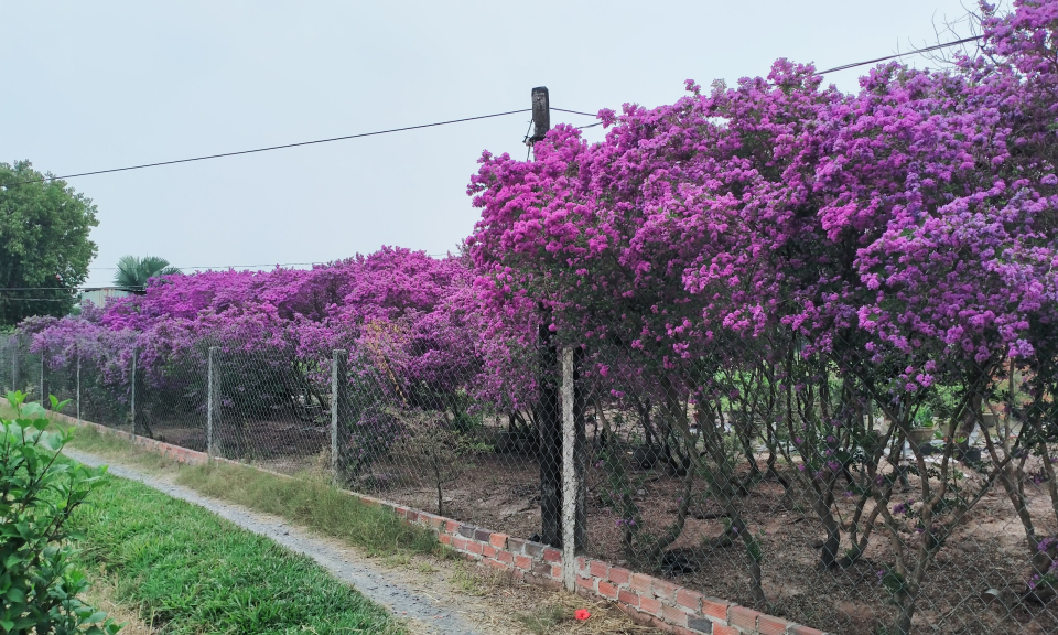 Rực rỡ mùa hoa Linh Sam