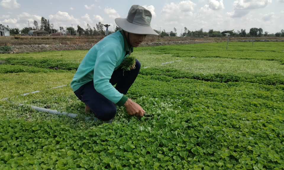 Tân Hưng: Mô hình trồng rau má mang lại thu nhập