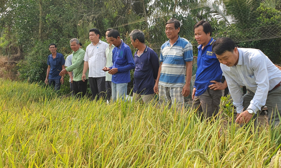 Tân Thanh hiệu quả từ mô hình sản xuất lúa ứng dụng công nghệ cao