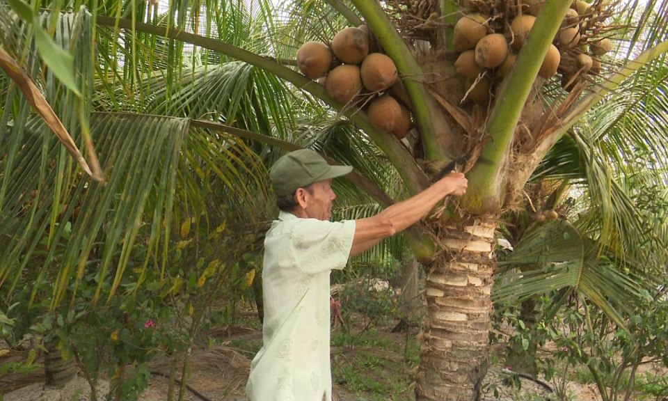 Tân Trụ: Hiệu quả mô hình trồng dừa xen canh cây trồng khác