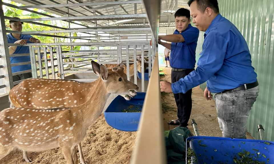 Nuôi hươu lấy nhung kỹ thuật nuôi hươu sao lấy nhung hươu
