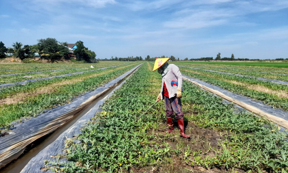 Tân Thạnh: Vụ Hè Thu 2023 có trên 334 ha trồng cây rau màu