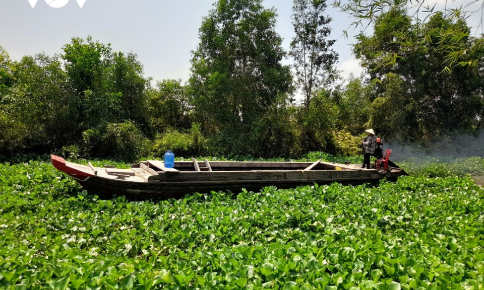 Nông dân vùng Đồng Tháp Mười gặp khó trong thu hoạch nông sản do lục bình dày đặc