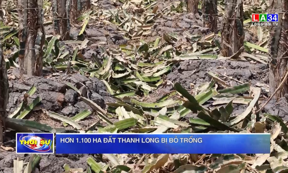 Hơn 1.100 ha đất thanh long bị bỏ trống