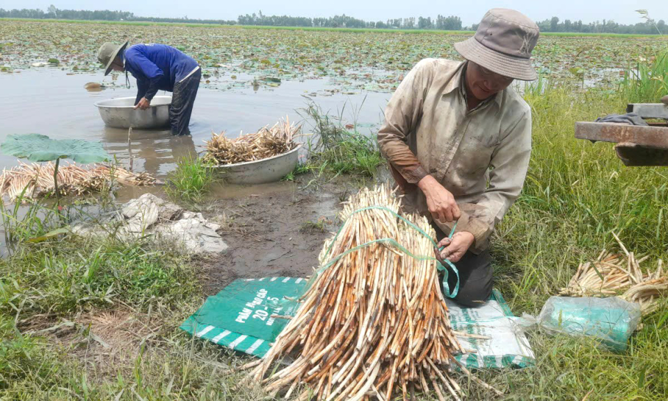 Cây sen góp phần nâng cao thu nhập cho nông dân Tân Thạnh