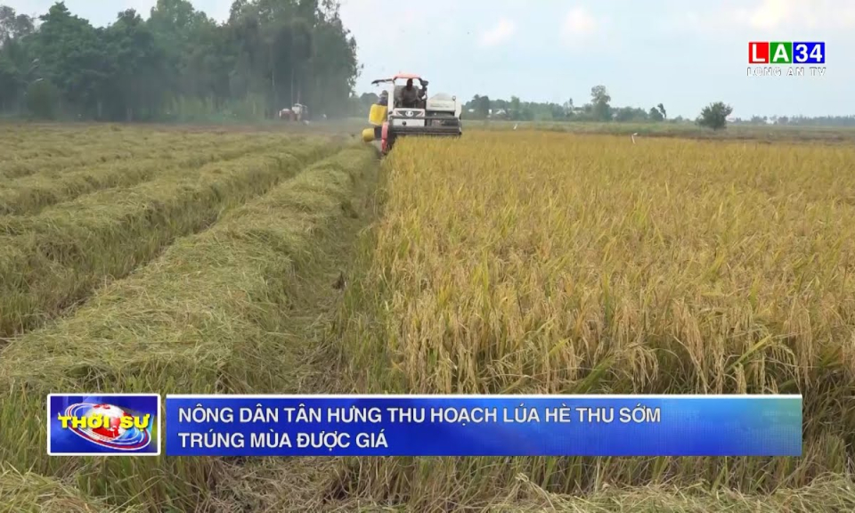 Nông dân Tân Hưng thu hoạch lúa Hè Thu sớm trúng mùa được giá