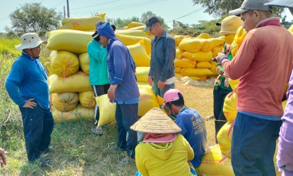 Nông dân Tân Hưng phấn khởi thu hoạch lúa hè thu sớm trúng mùa được giá
