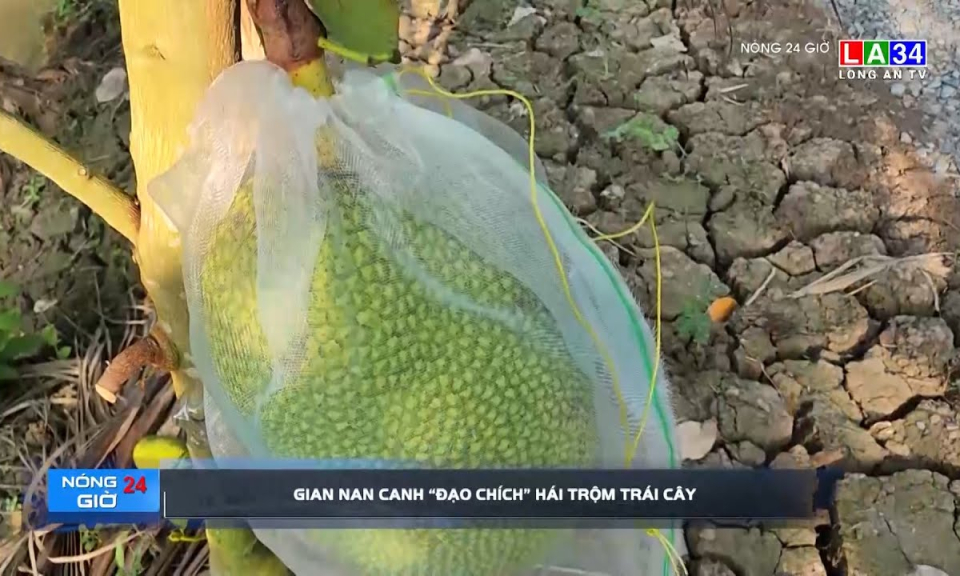 Gian nan canh "đạo chích" hái trộm trái cây