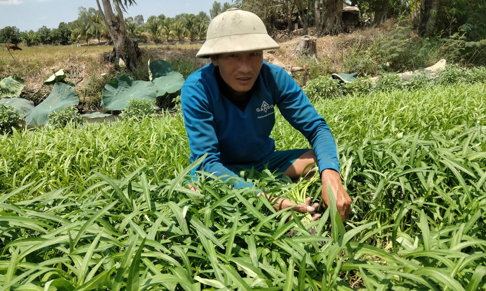 Tân Hưng tăng thêm thu nhập nhờ tận dụng đất trống để trồng rau màu