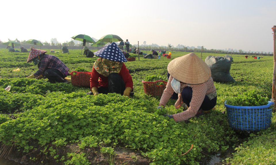 Thủ Thừa thoát nghèo nhờ mô hình trồng rau má