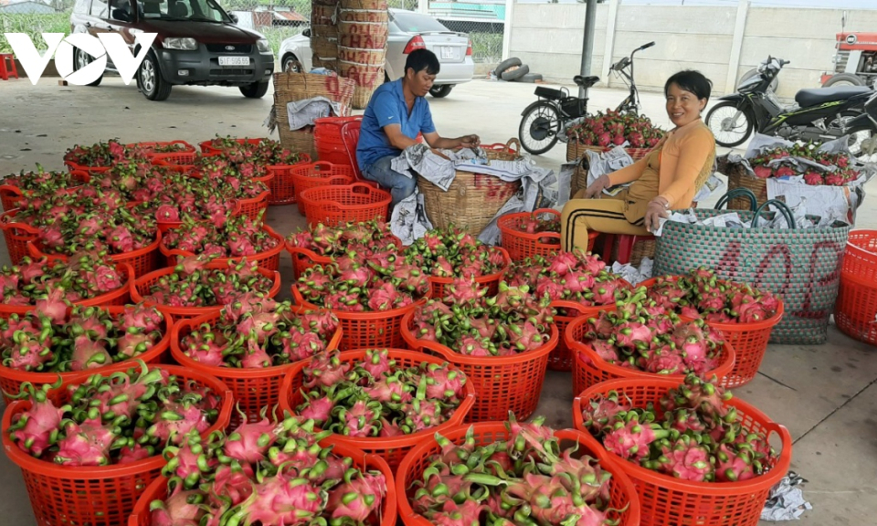 Tiền Giang tăng cường quản lý mã số vùng trồng, cơ sở đóng gói trái cây