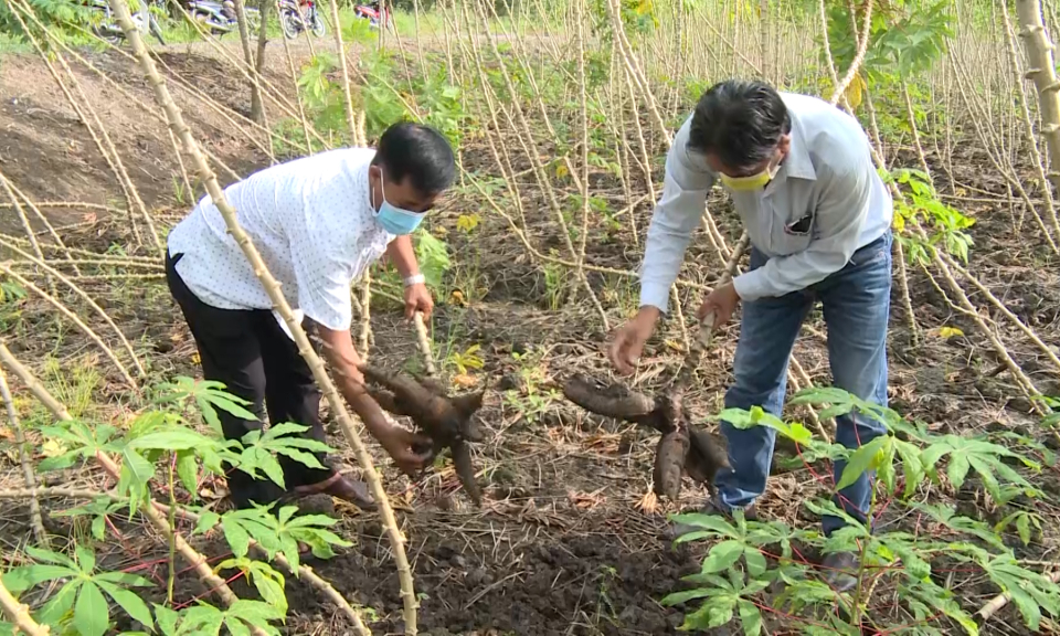 Long An diện tích khoai mì tăng trở lại