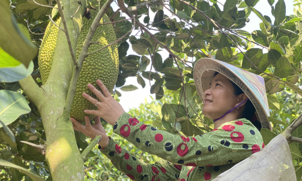 Người dân phấn khởi vì giá mít bình ổn