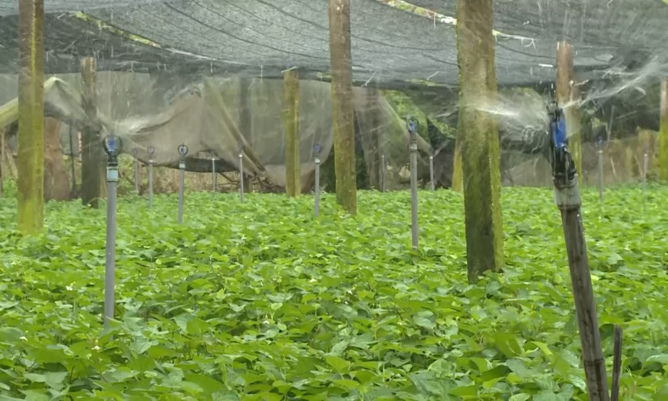 Long An phấn đấu tăng thêm 10% diện tích nông nghiệp đạt chuẩn VietGAP