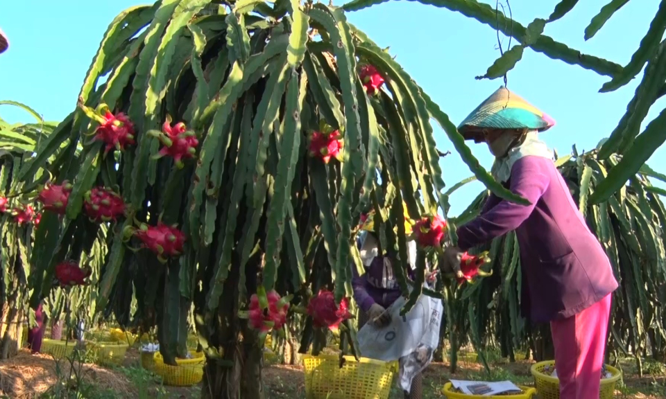 Trái Thanh Long có giá trở lại