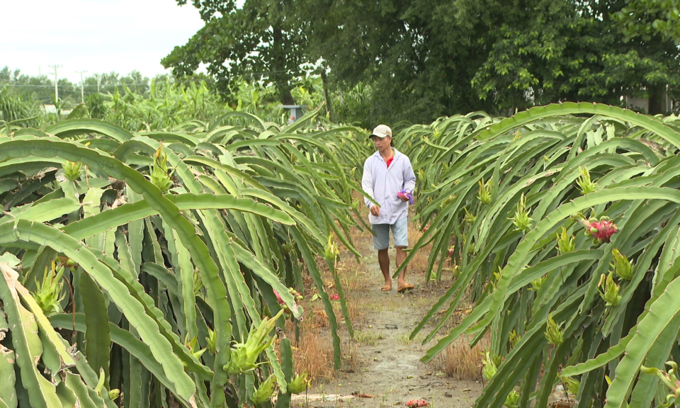 Giá thanh long lập kỷ lục trong 3 năm trở lại đây
