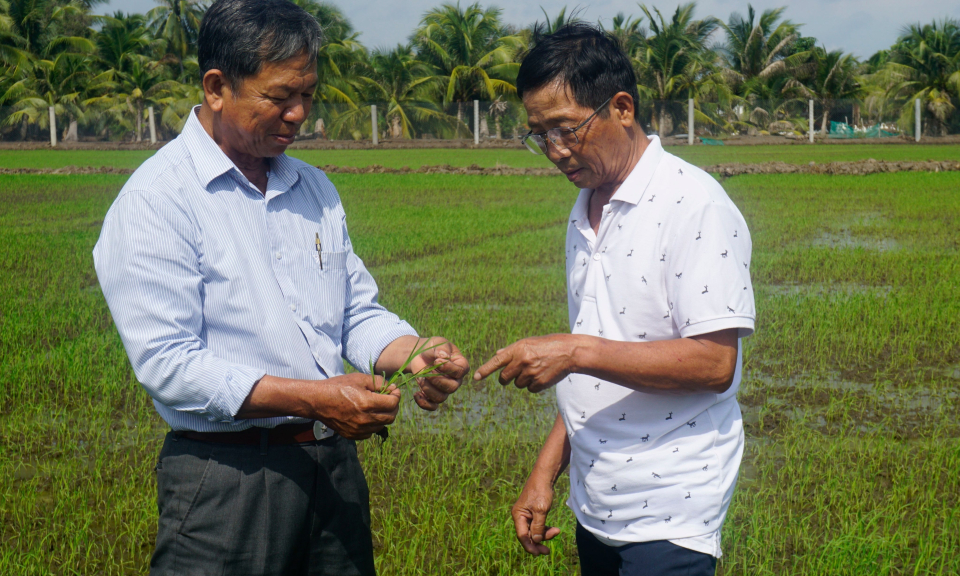 Bến Lức: Nông dân gieo sạ được hơn 3.600ha lúa Hè thu