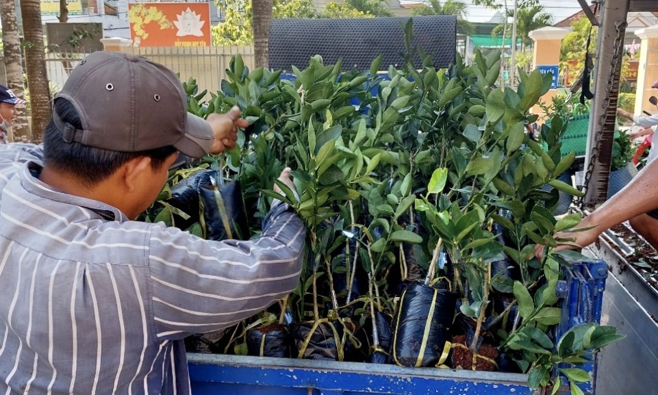 Bến Lức hỗ trợ 63.000 cây giống chanh không hạt cho nông dân