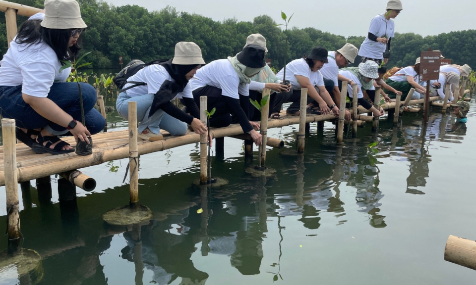 Khách du lịch gieo “hạt hy vọng” vào rừng ngập mặn ở Jakarta
