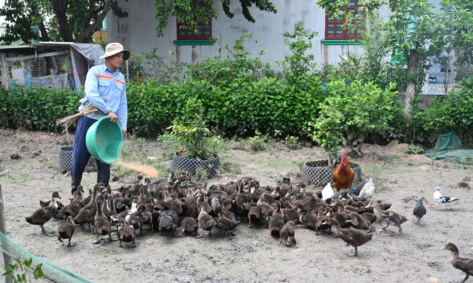Bến Lức vốn ủy thác từ ngân sách địa phương tiếp sức cho người dân vay phát triển kinh tế